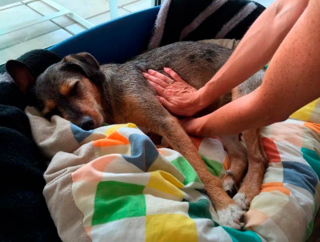 Erste-Hilfe Kurs bei Hunden