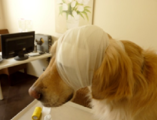 Erste-Hilfe Kurs bei Hunden