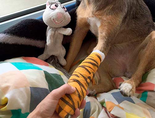 Erste-Hilfe Kurs bei Hunden