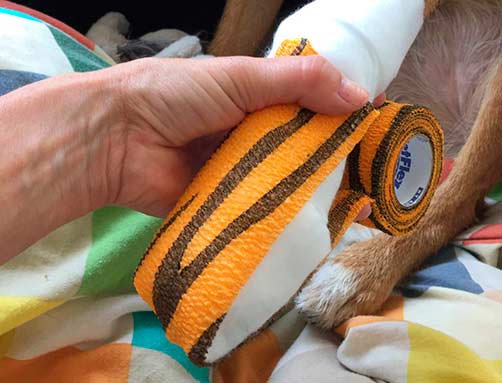 Erste-Hilfe Kurs bei Hunden