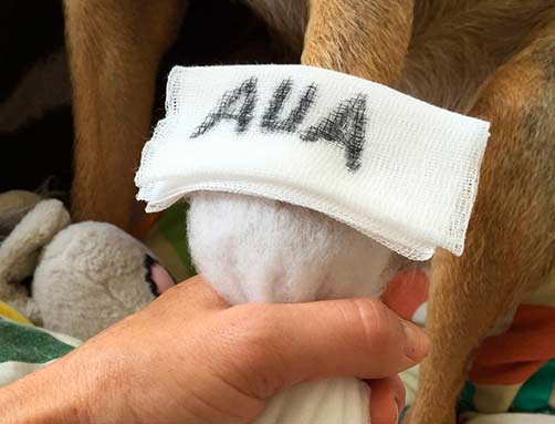 Erste-Hilfe Kurs bei Hunden
