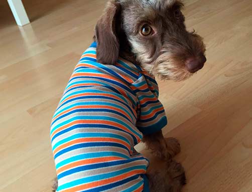 Erste-Hilfe Kurs bei Hunden
